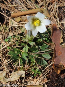 Pulsatilla vernalis – koniklec jarní