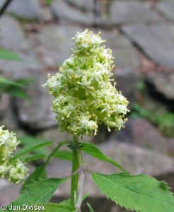 Sambucus racemosa – bez červený