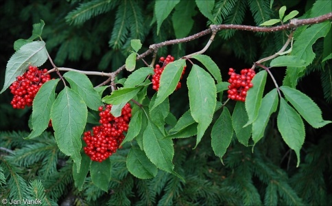 Sambucus racemosa – bez červený