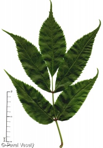 Sambucus racemosa – bez červený