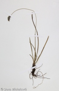 Sesleria caerulea – pěchava vápnomilná