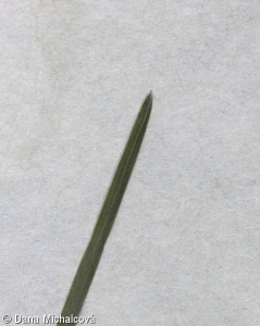 Sesleria caerulea – pěchava vápnomilná
