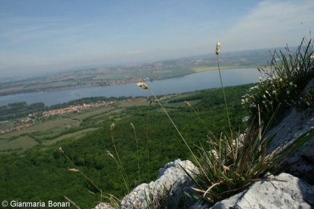 Sesleria caerulea – pěchava vápnomilná