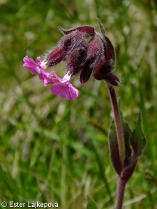 Silene dioica – silenka dvoudomá, knotovka červená