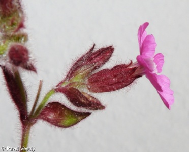Silene dioica – silenka dvoudomá, knotovka červená