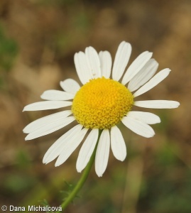 Tripleurospermum inodorum – heřmánkovec nevonný