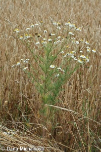 Tripleurospermum inodorum – heřmánkovec nevonný
