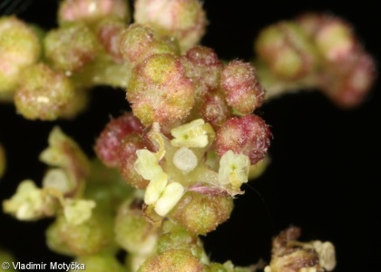 Urtica dioica – kopřiva dvoudomá