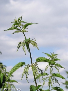 Urtica dioica – kopřiva dvoudomá