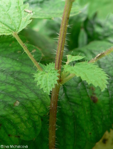 Urtica dioica – kopřiva dvoudomá